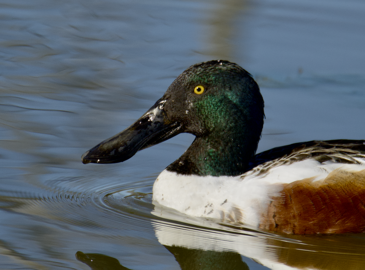 Northern Shoveler - ML615553847