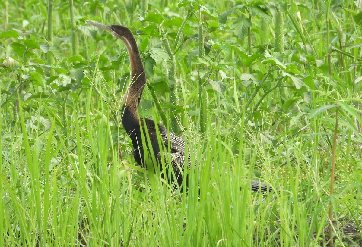 Afrika-Schlangenhalsvogel - ML615553853