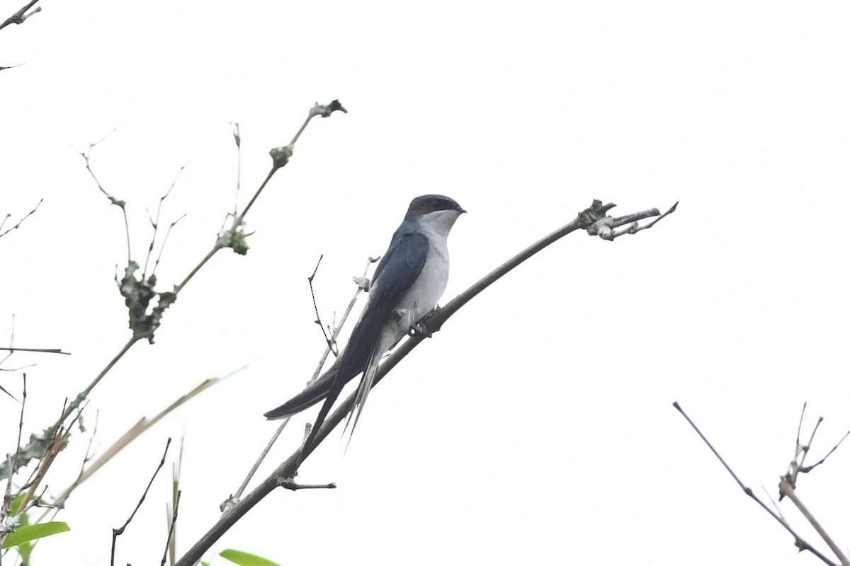 Gray-rumped Treeswift - ML615553861