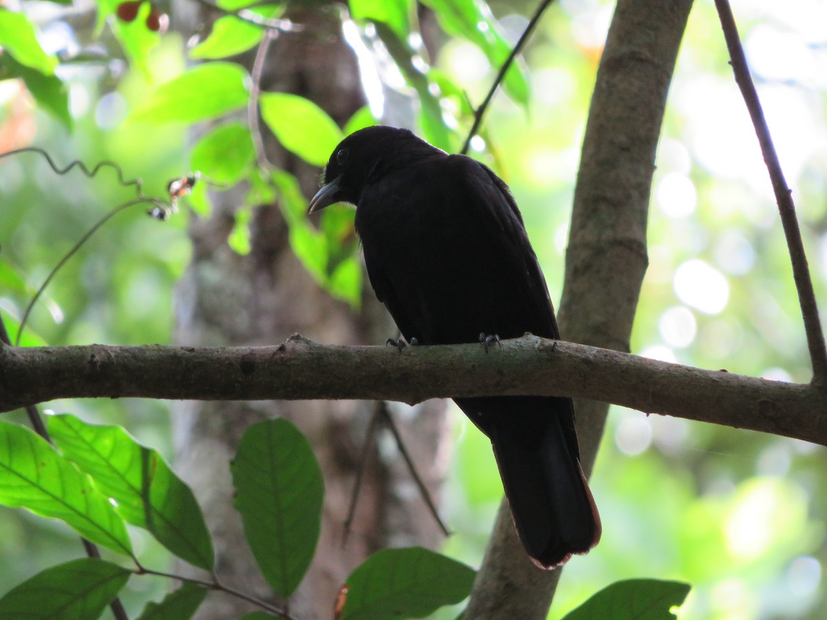 Purple-throated Fruitcrow - Joshimar Navarro