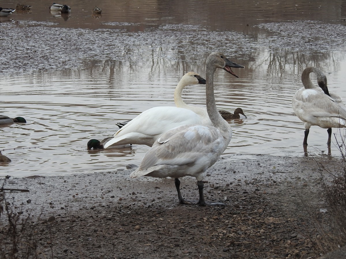 Trumpeter Swan - ML615553872