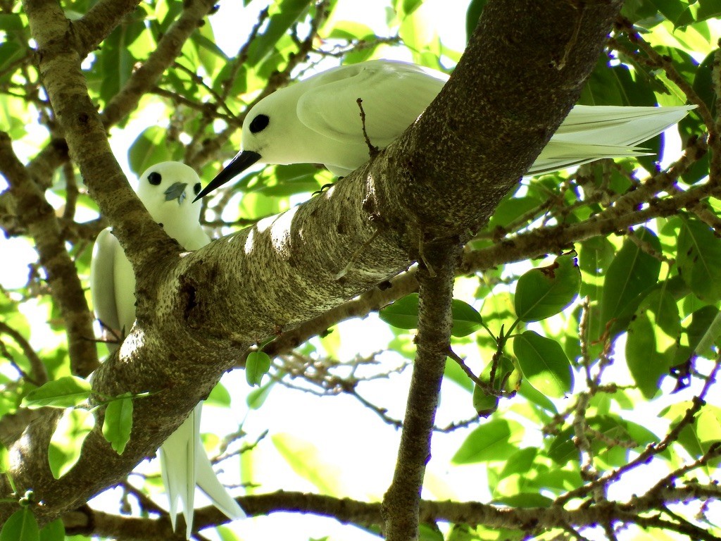 White Tern - ML615553882