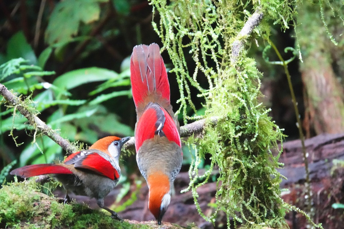 Red-tailed Laughingthrush - ML615553890