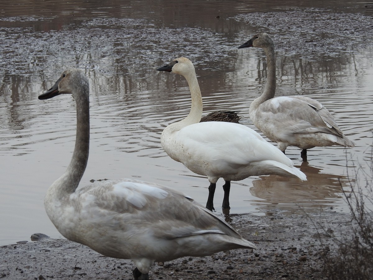 Trumpeter Swan - ML615553891