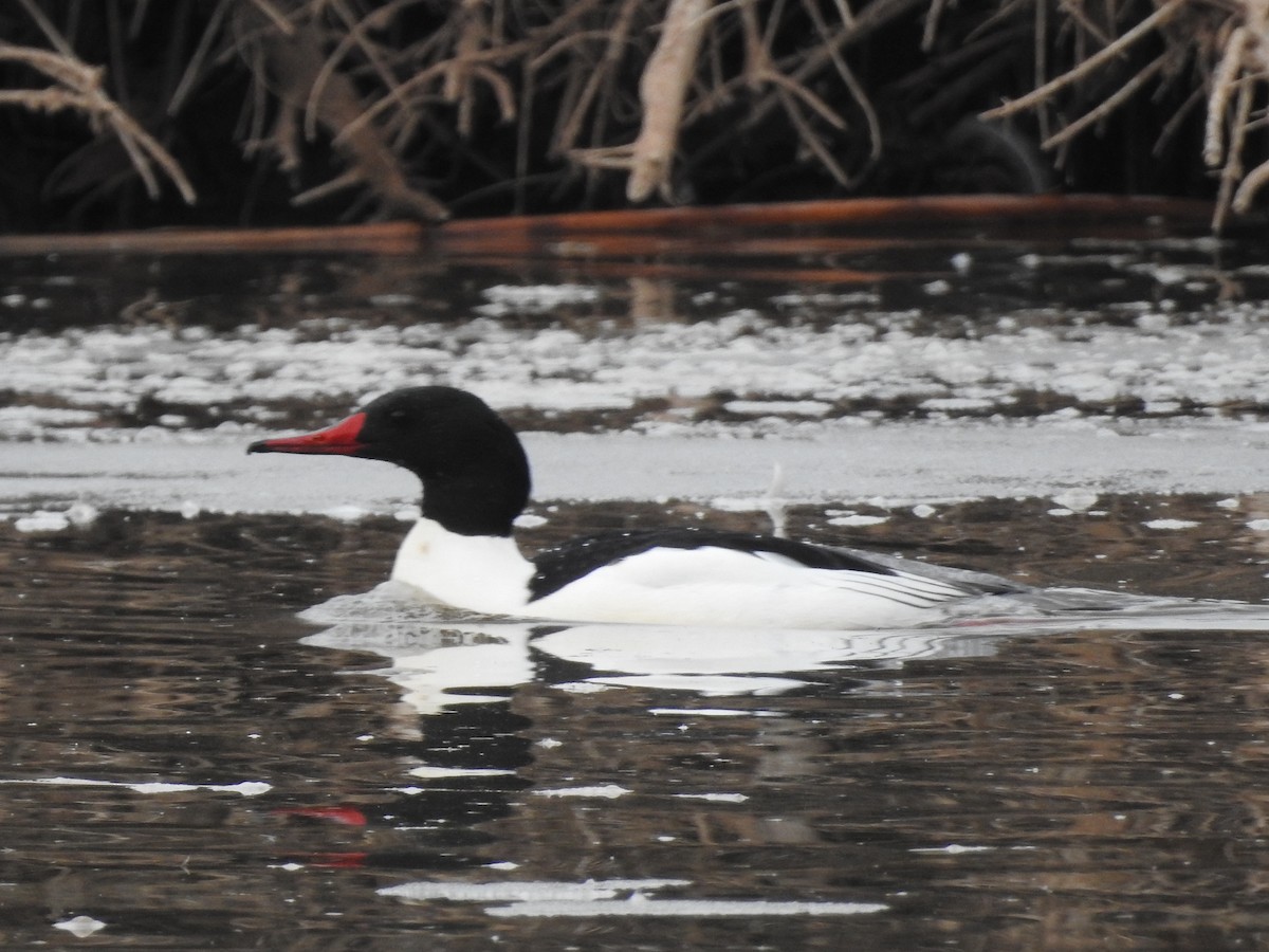 Common Merganser - ML615553903