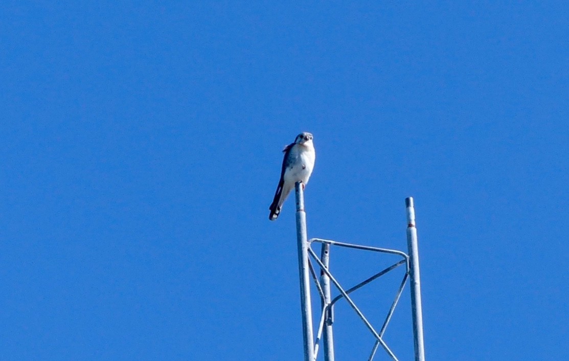 American Kestrel - ML615553905