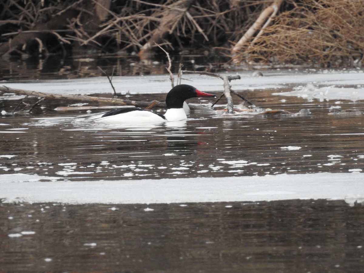 Common Merganser - ML615553908