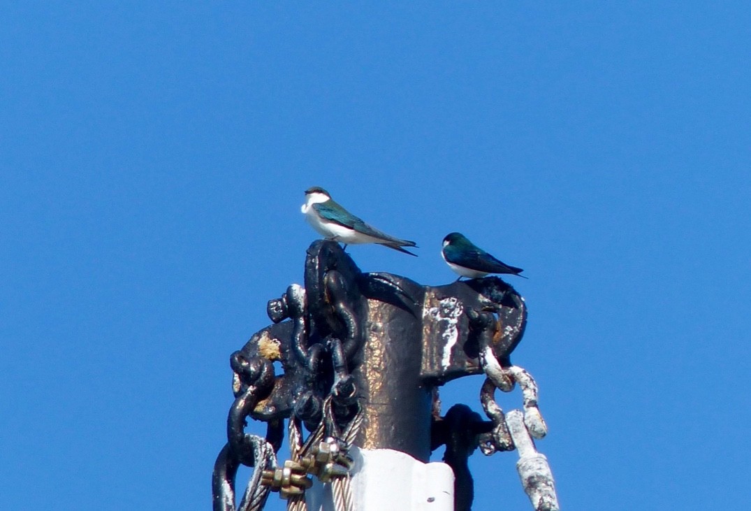 Bahama Swallow - Rick Taylor