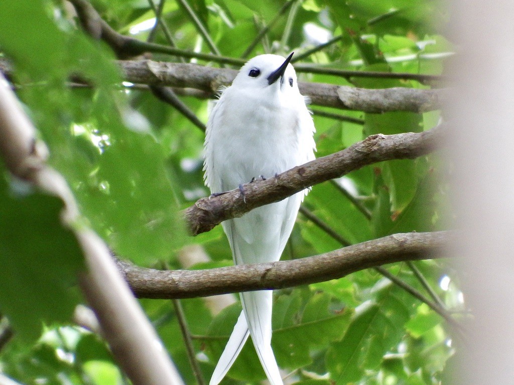 White Tern - ML615553941