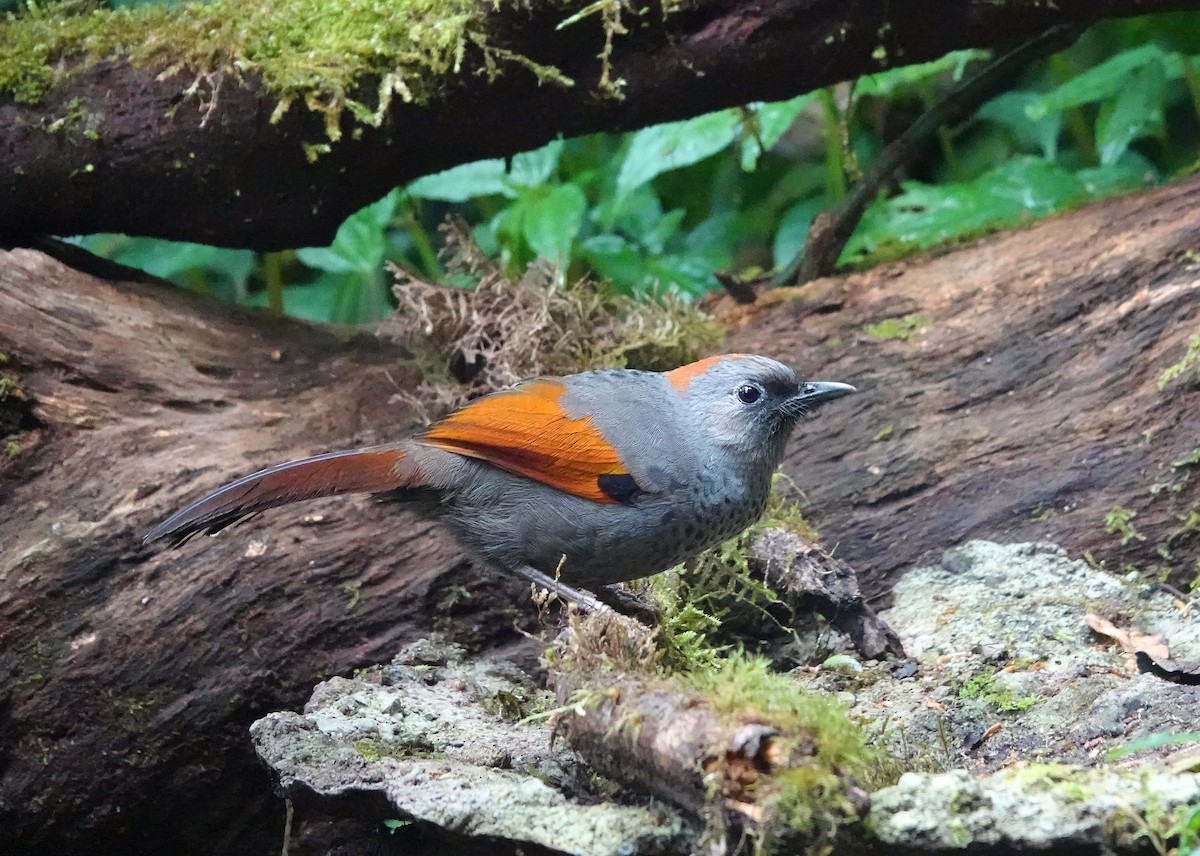 Golden-winged Laughingthrush - ML615553963