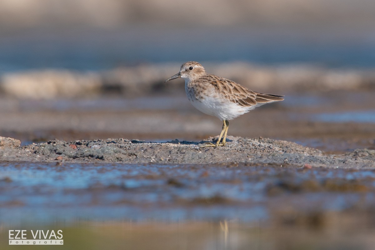 Least Sandpiper - Ezequiel Vivas