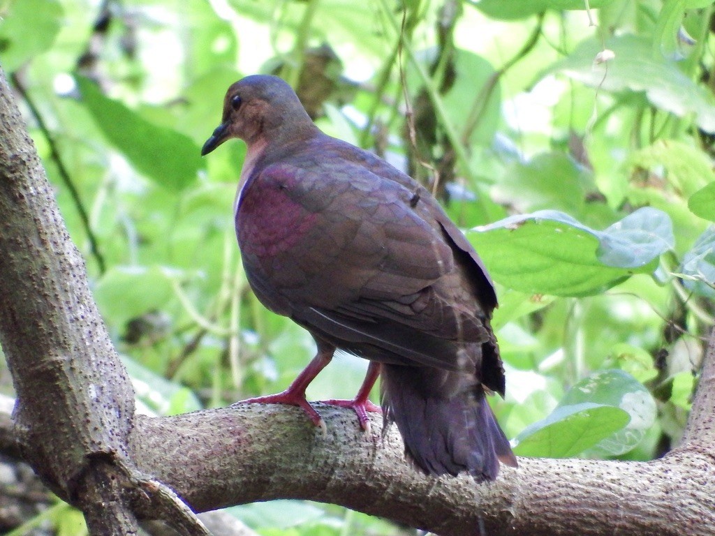 Shy Ground Dove - ML615553986