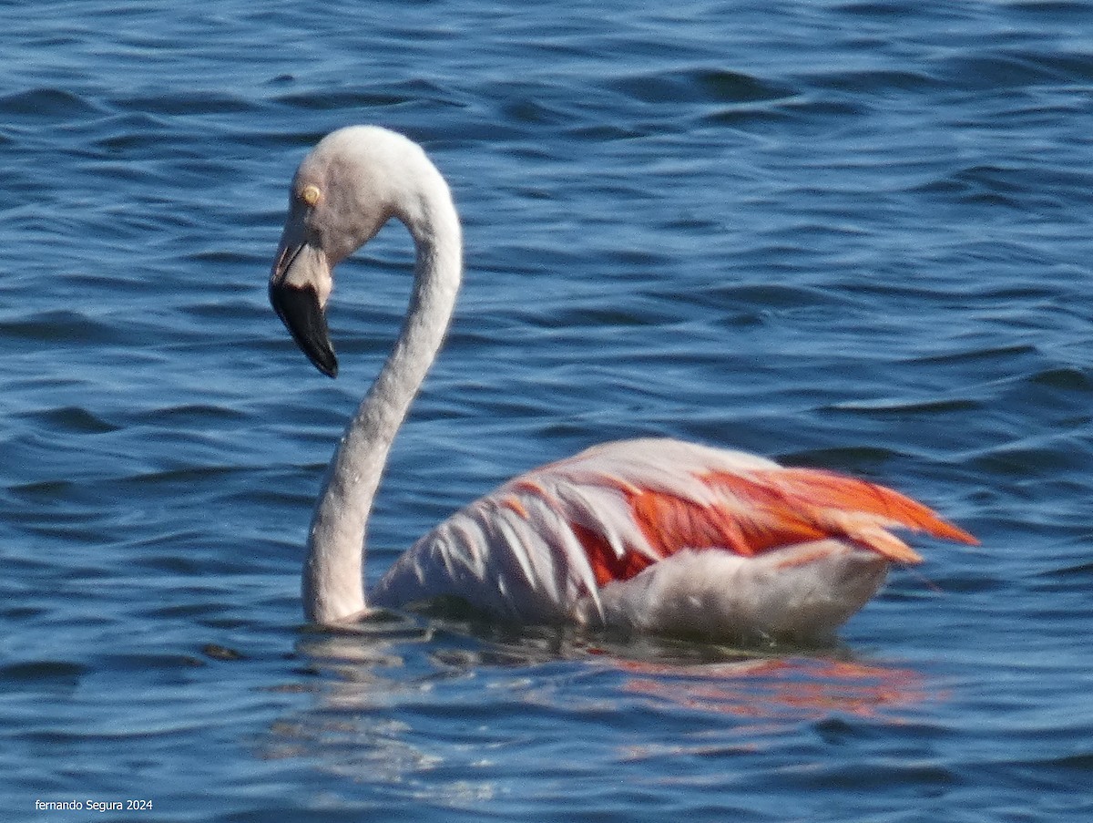 Chilean Flamingo - ML615554049