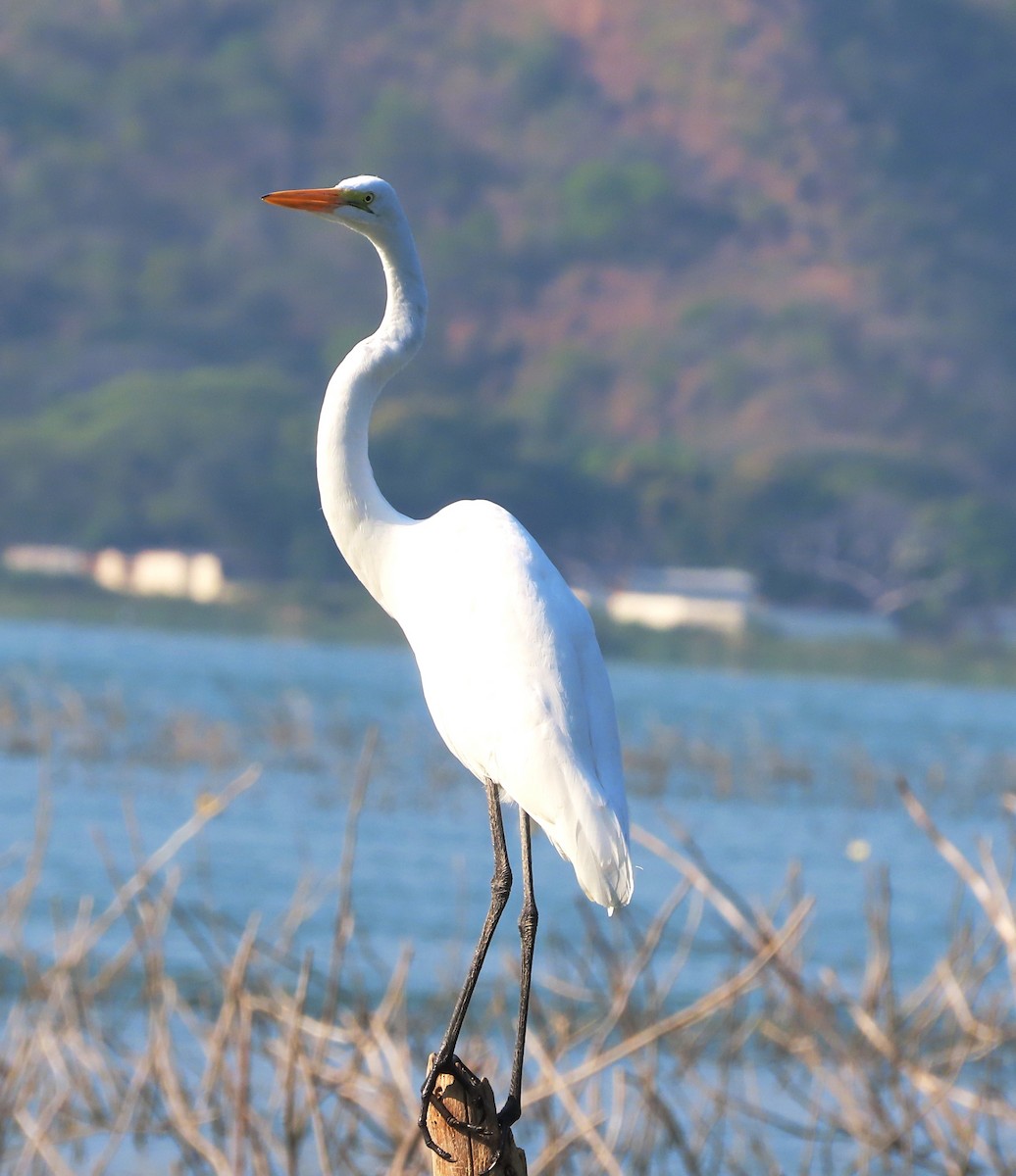 Great Egret - Alfredo Correa