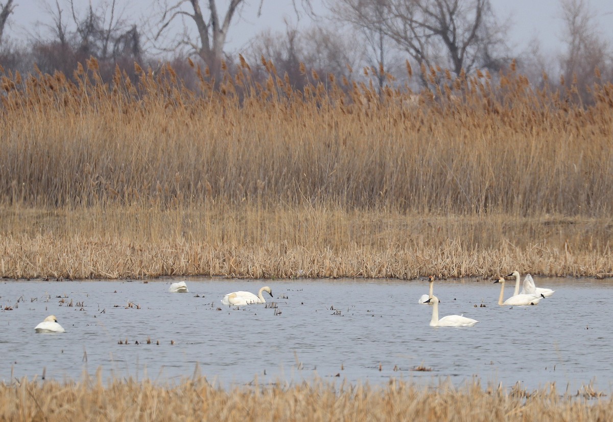 Tundra Swan - ML615554065