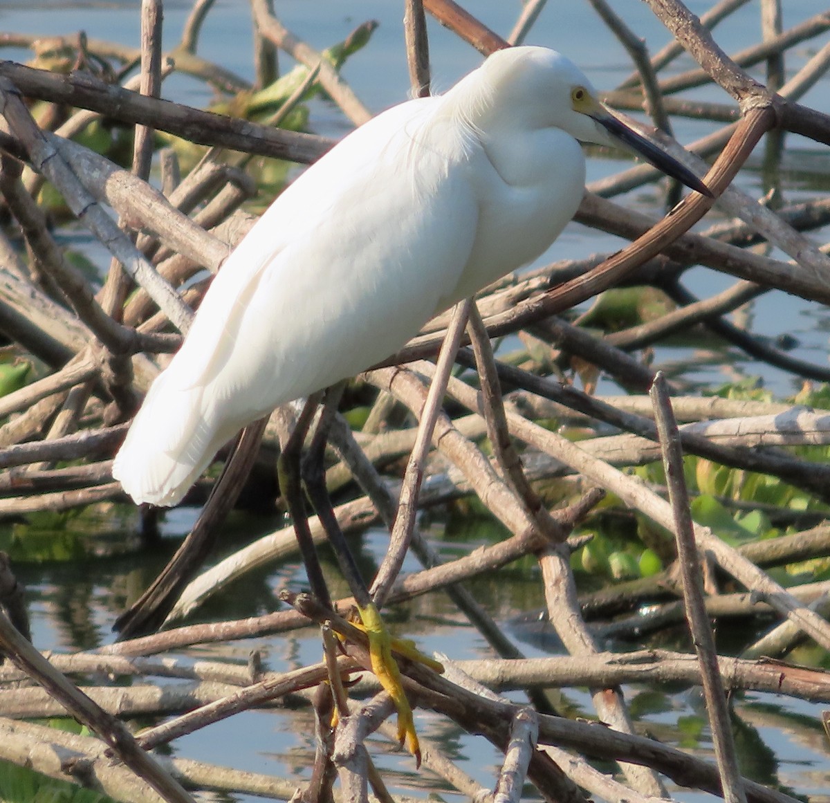 Snowy Egret - ML615554073