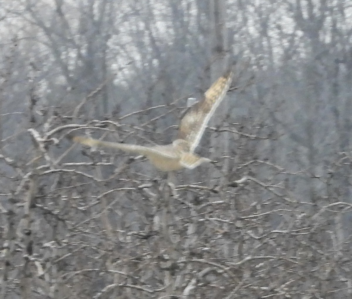 Short-eared Owl - Laurence Blight