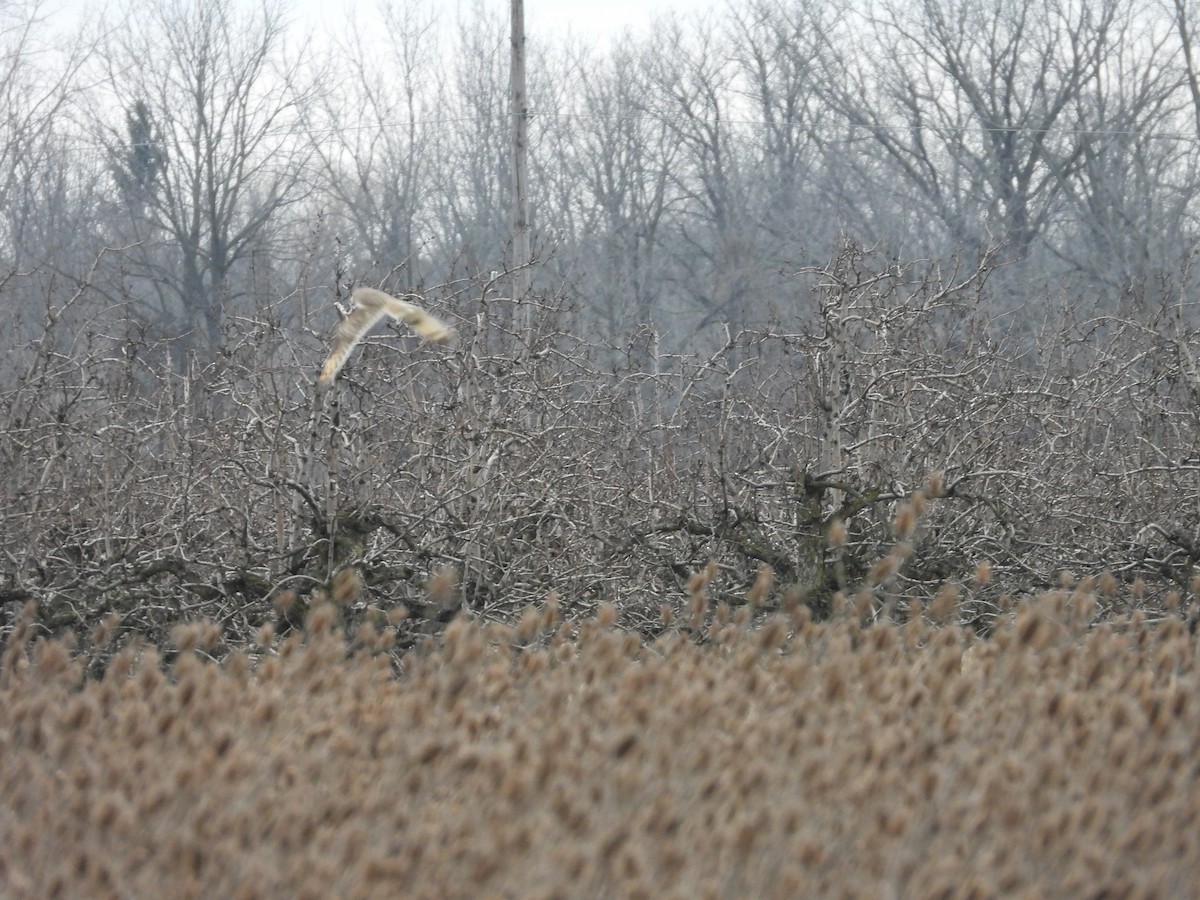 Short-eared Owl - ML615554095