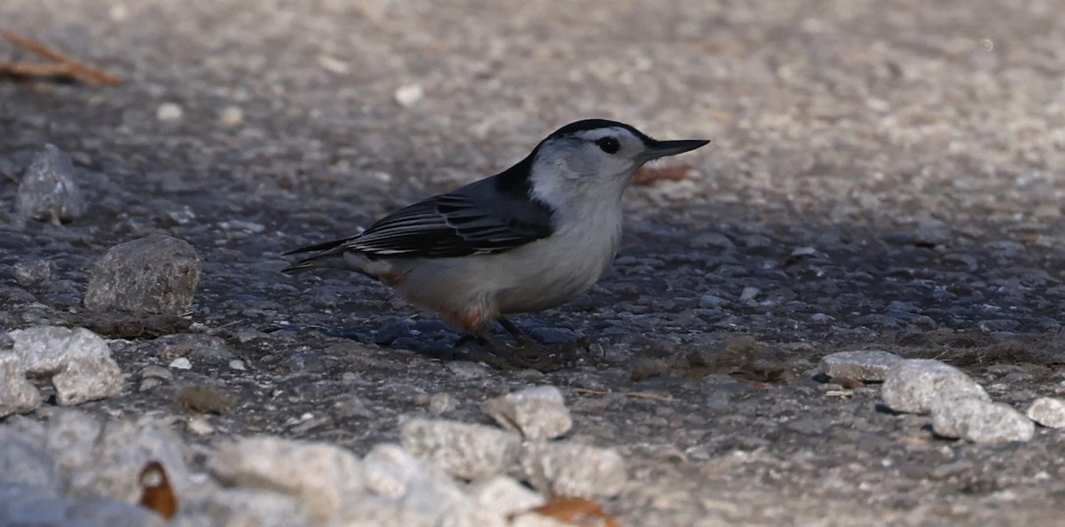 White-breasted Nuthatch - ML615554165