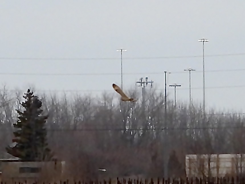 Short-eared Owl - ML615554167