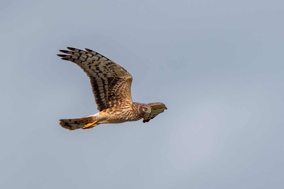 Northern Harrier - ML615554193