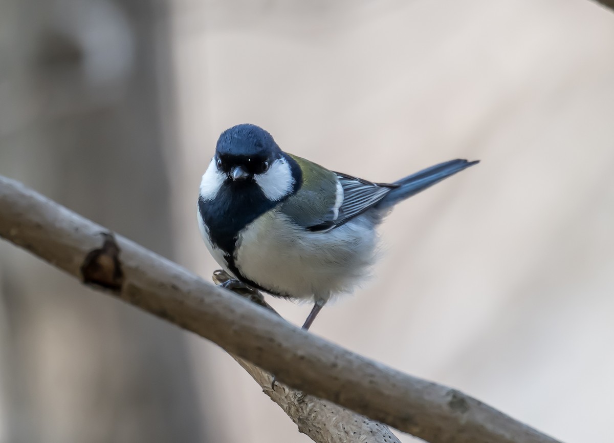 Japanese Tit - Kai Pflug