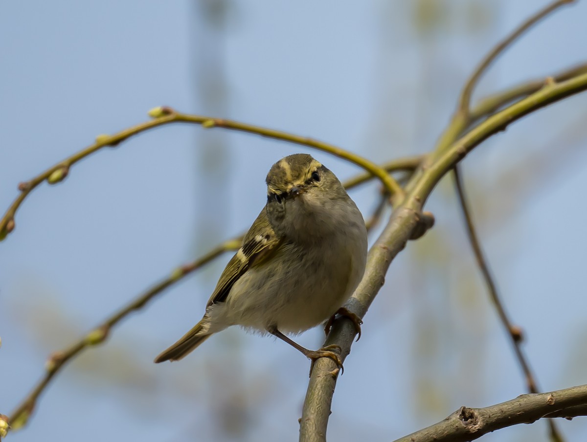 Pallas's Leaf Warbler - Kai Pflug