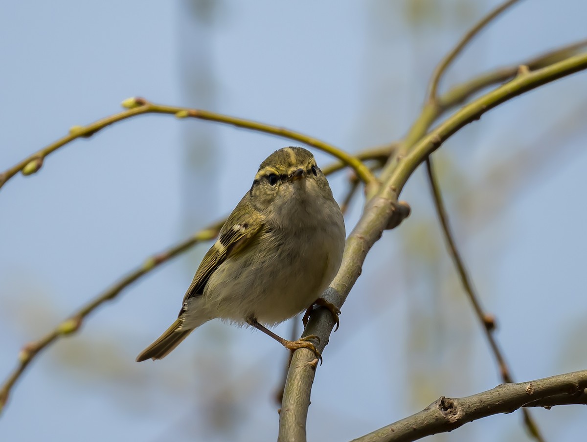 Pallas's Leaf Warbler - ML615554221