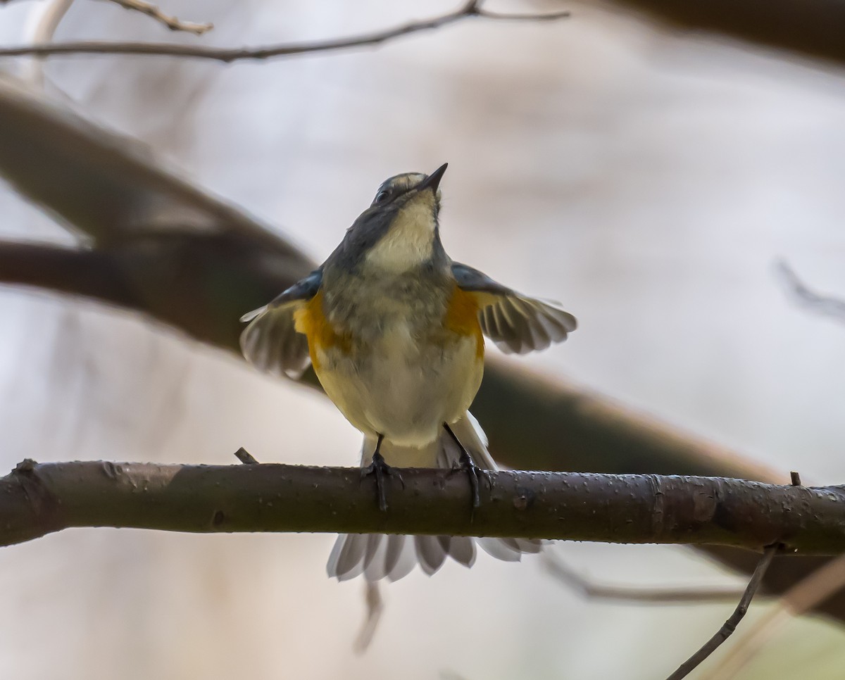 Red-flanked Bluetail - Kai Pflug