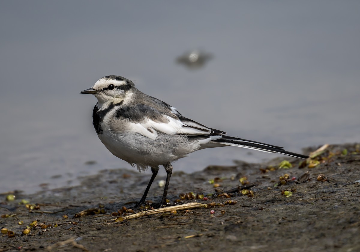 White Wagtail - Kai Pflug