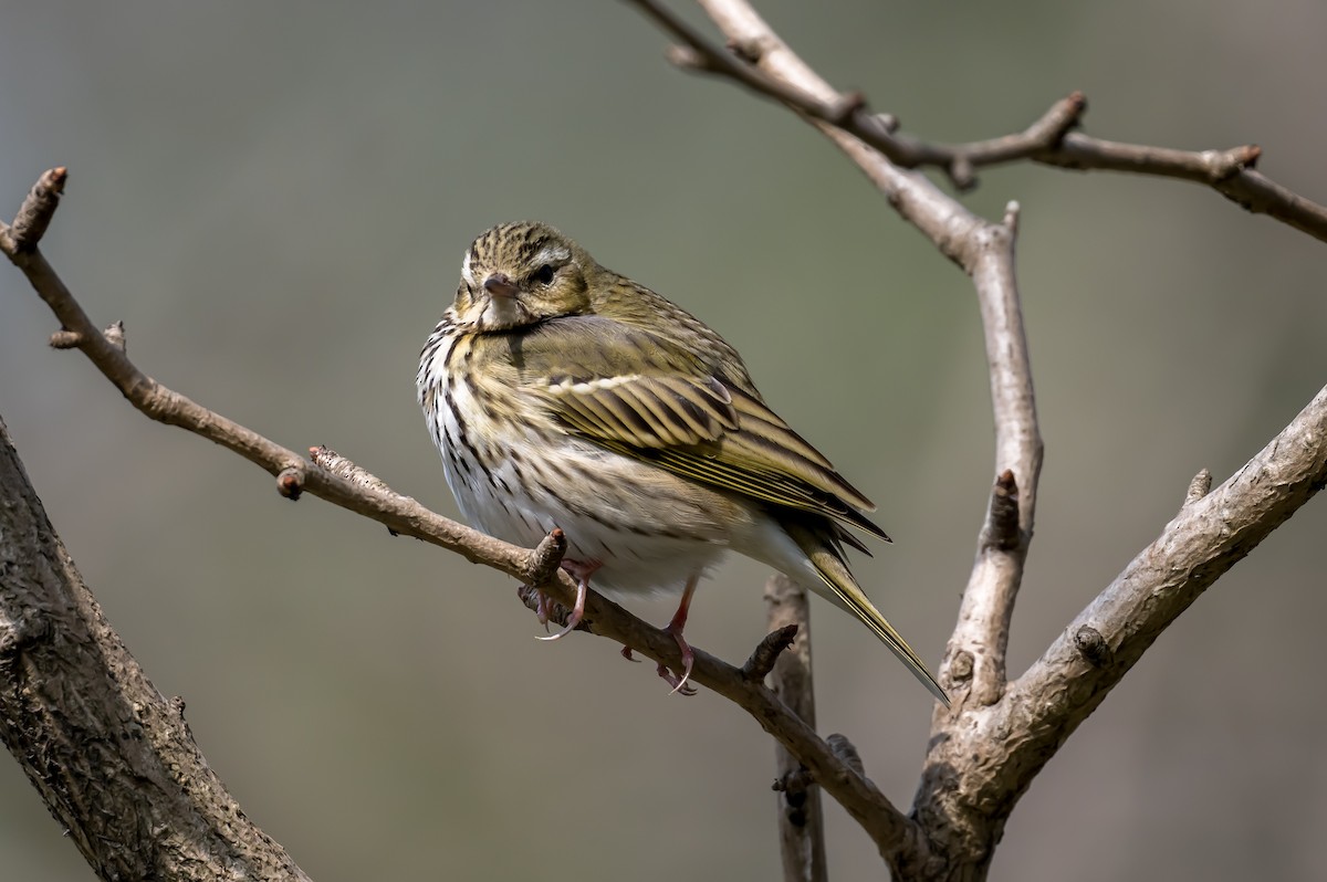 Olive-backed Pipit - Kai Pflug