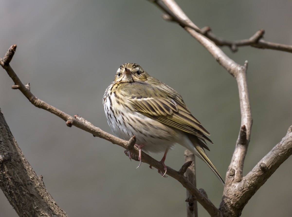 Olive-backed Pipit - Kai Pflug