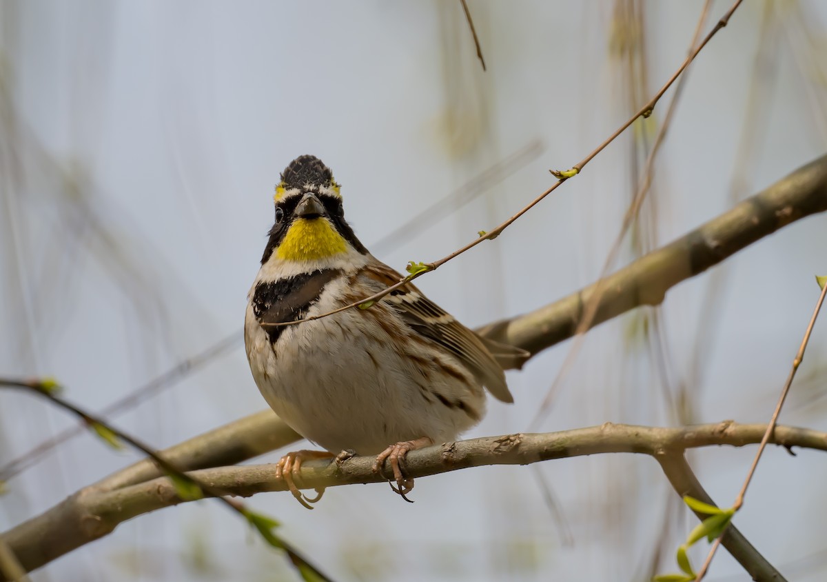 Yellow-throated Bunting - ML615554270