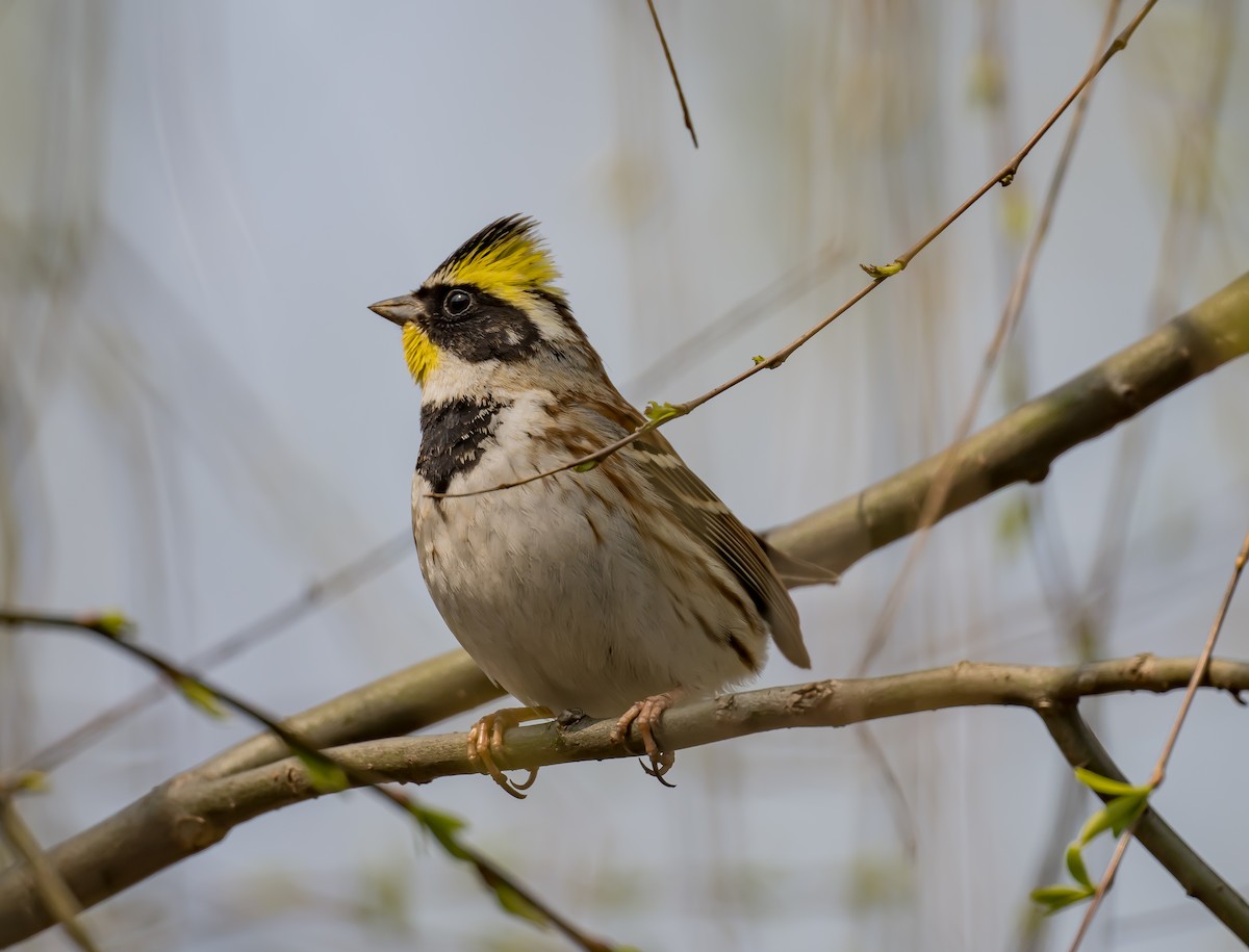 Yellow-throated Bunting - ML615554271