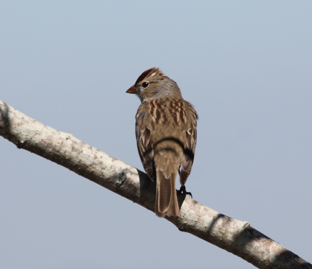 White-crowned Sparrow - ML615554301