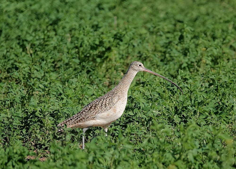 Long-billed Curlew - ML615554358