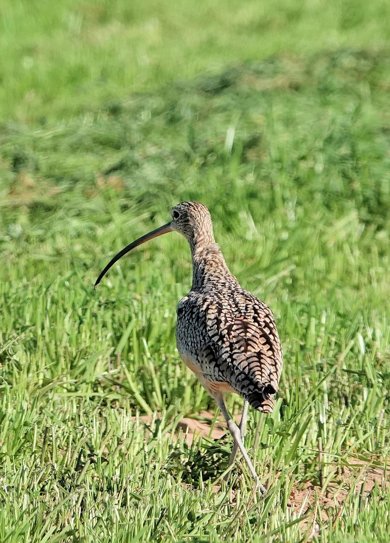 Long-billed Curlew - ML615554364