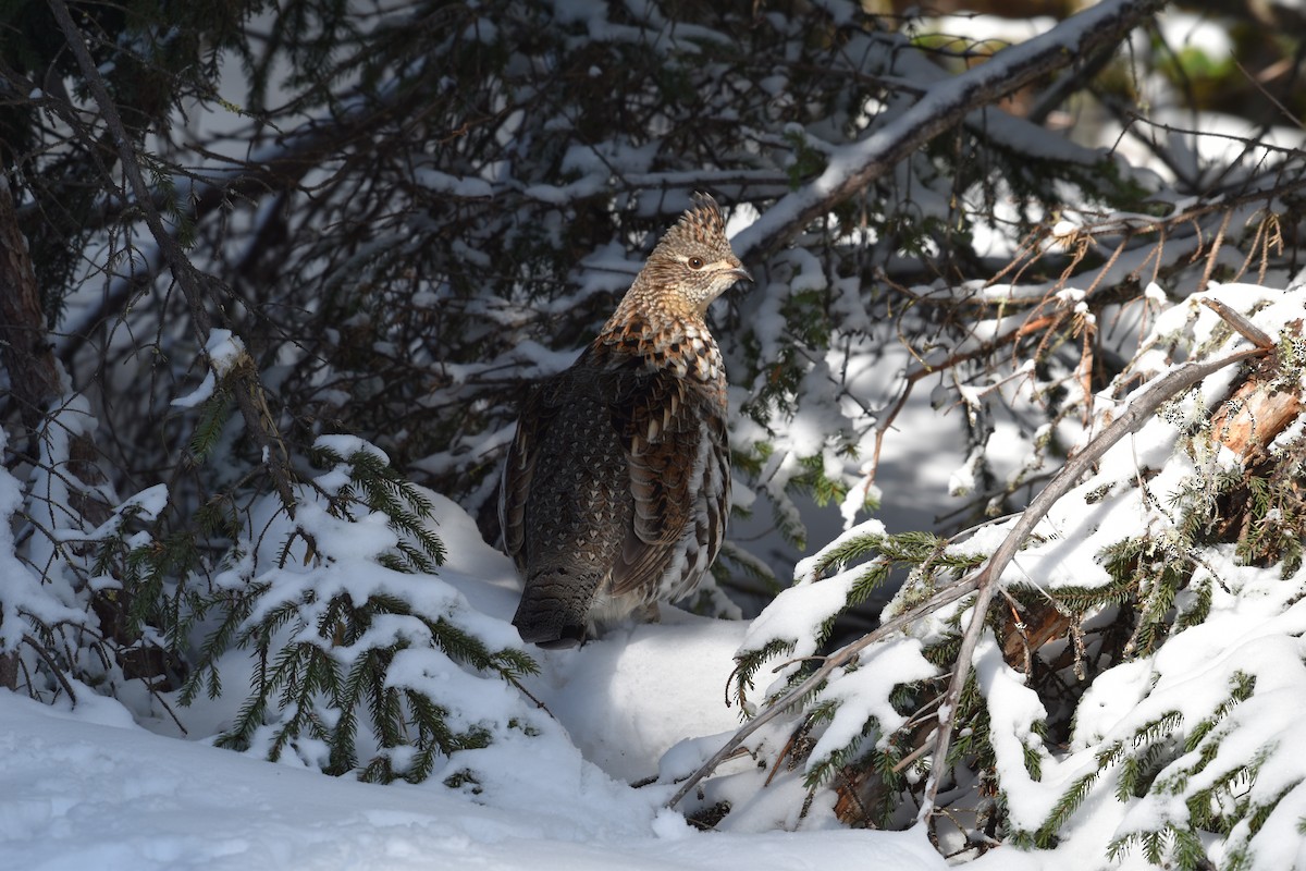 Ruffed Grouse - ML615554396