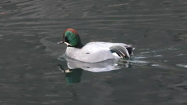 Falcated Duck - ML615554459