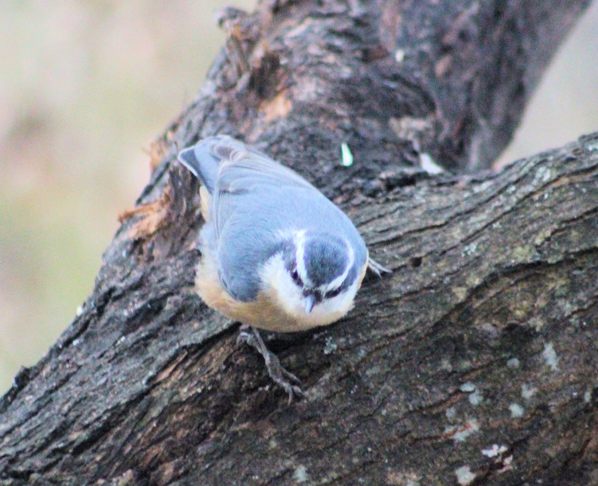 Red-breasted Nuthatch - Jo-Anne McDonald