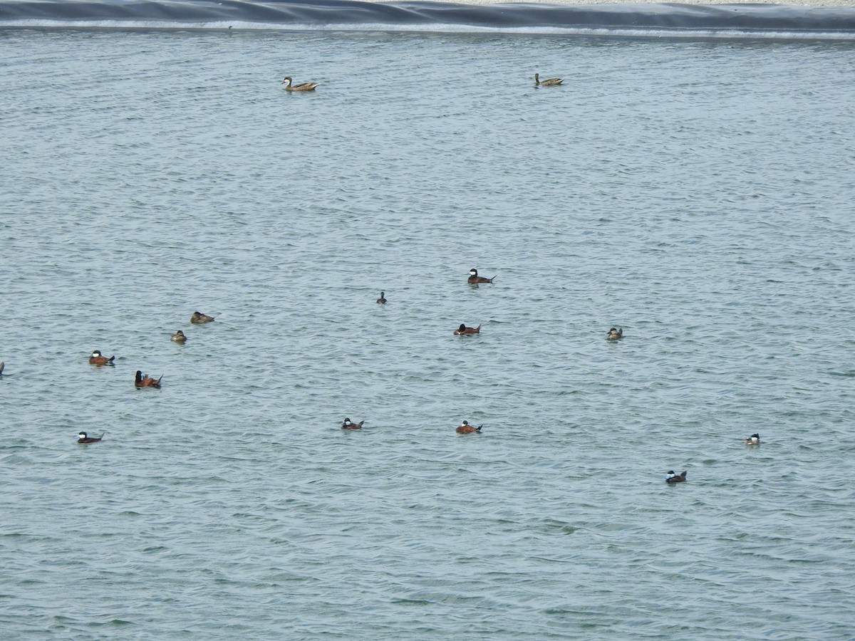 Ruddy Duck - ML615554464