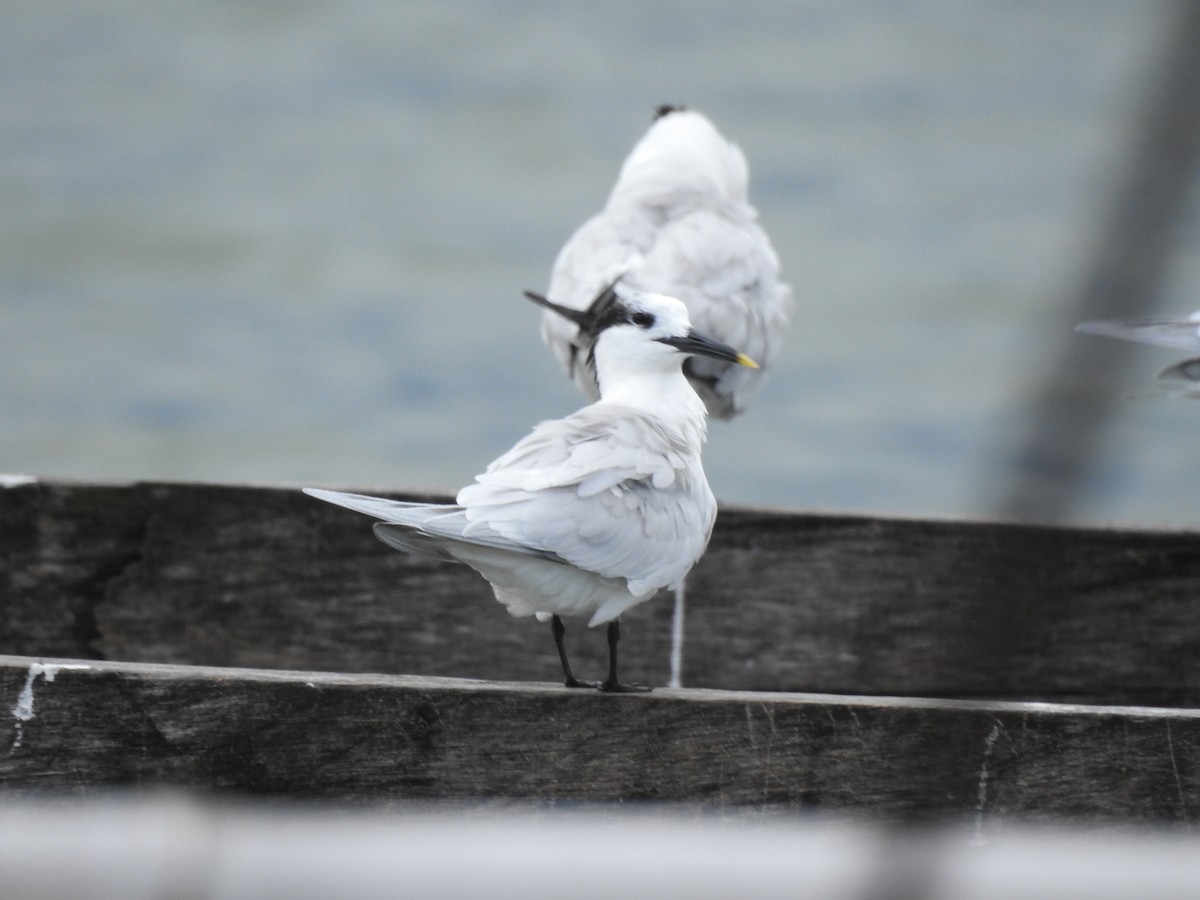 Sterne caugek - ML615554537