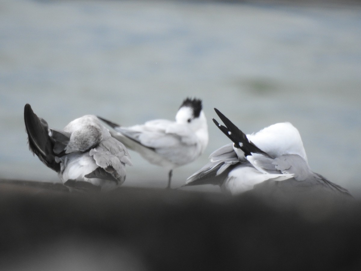 Sterne caugek - ML615554538