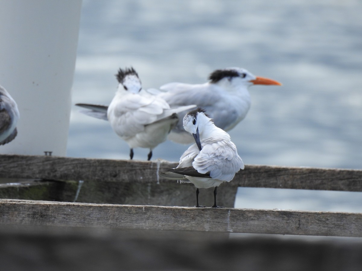 Sterne caugek - ML615554569