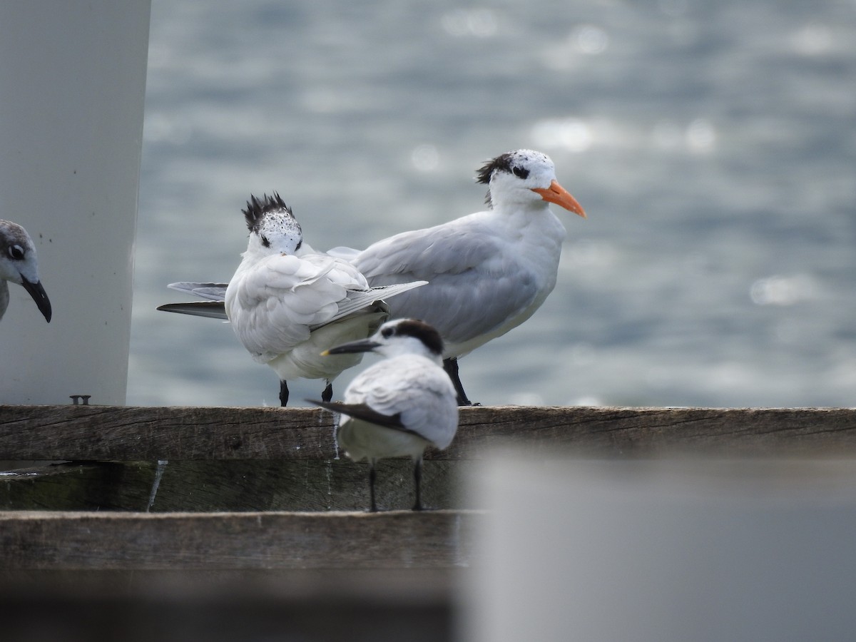 Sterne caugek - ML615554570