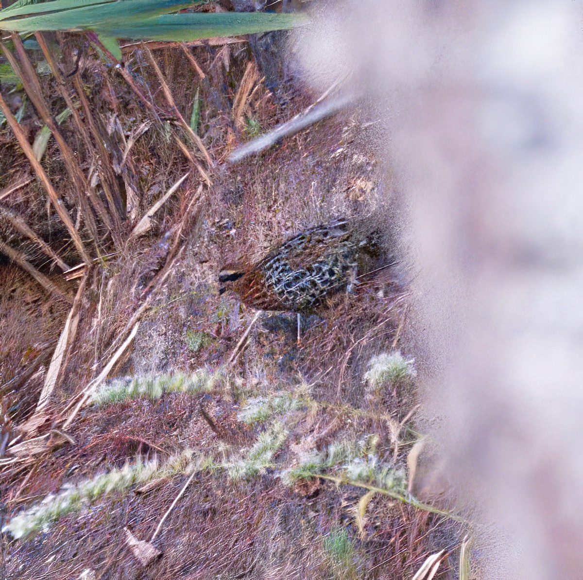 Mountain Bamboo-Partridge - ML615554574