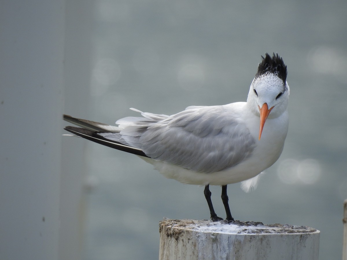 Sterne royale - ML615554582