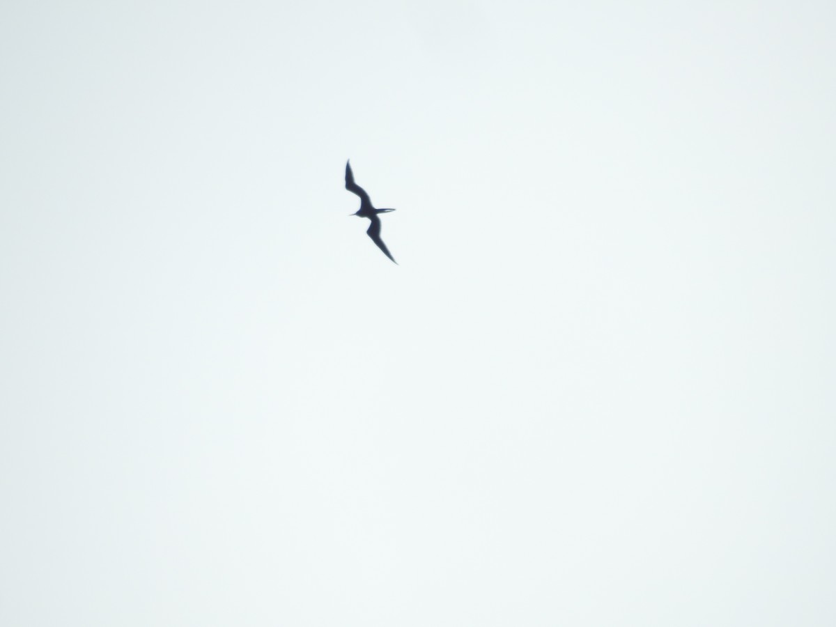 Frégate superbe - ML615554605