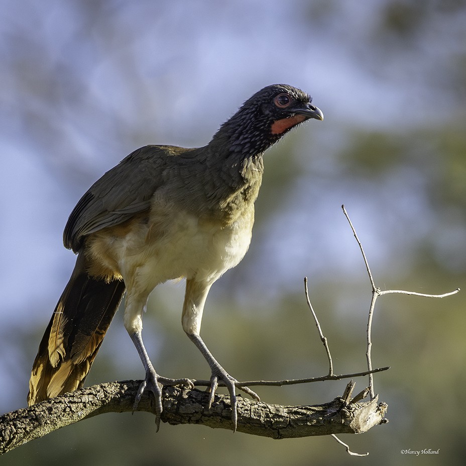 West Mexican Chachalaca - Nancy Holland