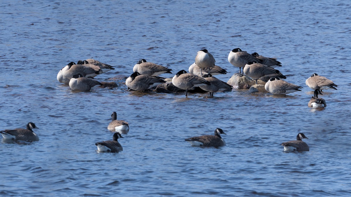 Canada Goose - ML615554667